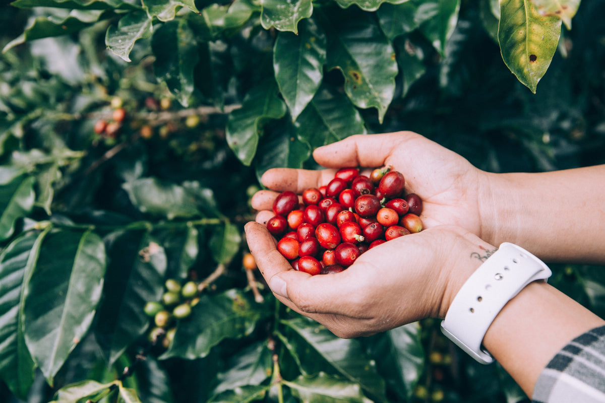 ¿Qué significa que un café sea orgánico?
